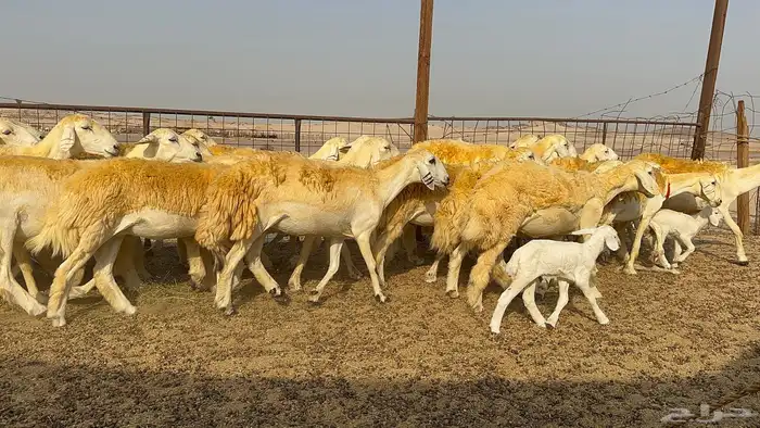 رخال حرية حرش 31 دفيع 6