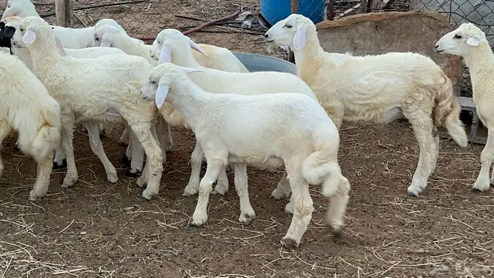 بهم تربيه مراح واحد طرف وشعره بيضاء ونظاف ( تم البيع) 0