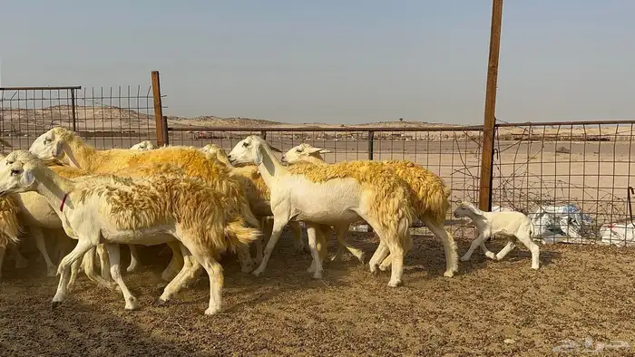 رخال حرية حرش 31 دفيع 2