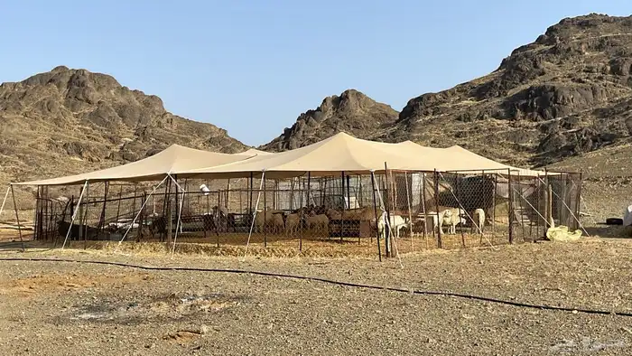 مظله للبيع عدد 2 2