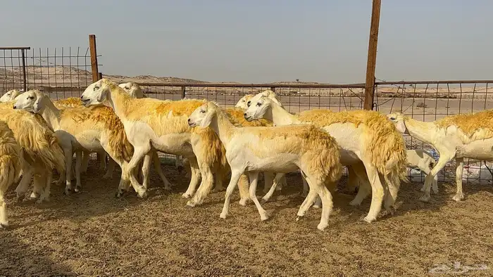 رخال حرية حرش 31 دفيع 0