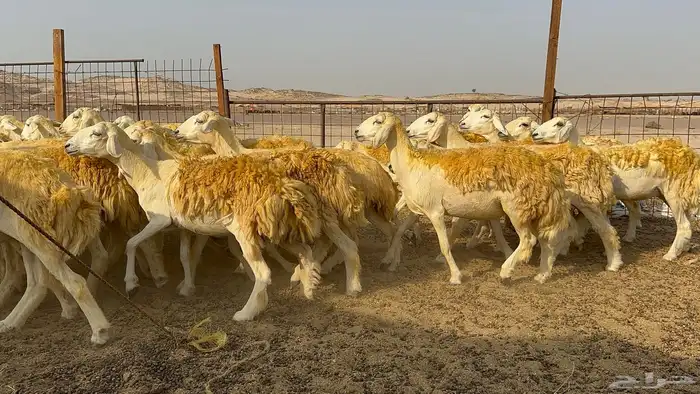 رخال حرية حرش 31 دفيع 7