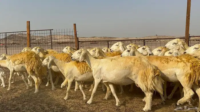 رخال حرية حرش 31 دفيع 3