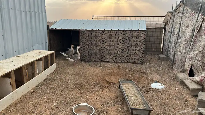 للبيع وز عراقي 0