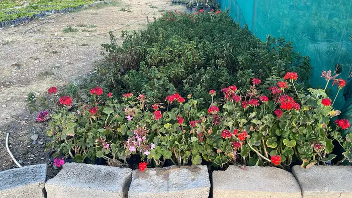 عروض اليوم الوطني 95   حسب الكميه والاسعار 12