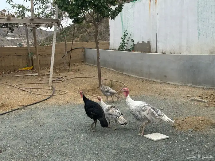 ديك رومي وثلاث دجاجات شباب 2