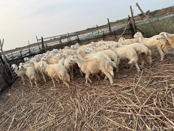 طليان ورخال حرية 53 3