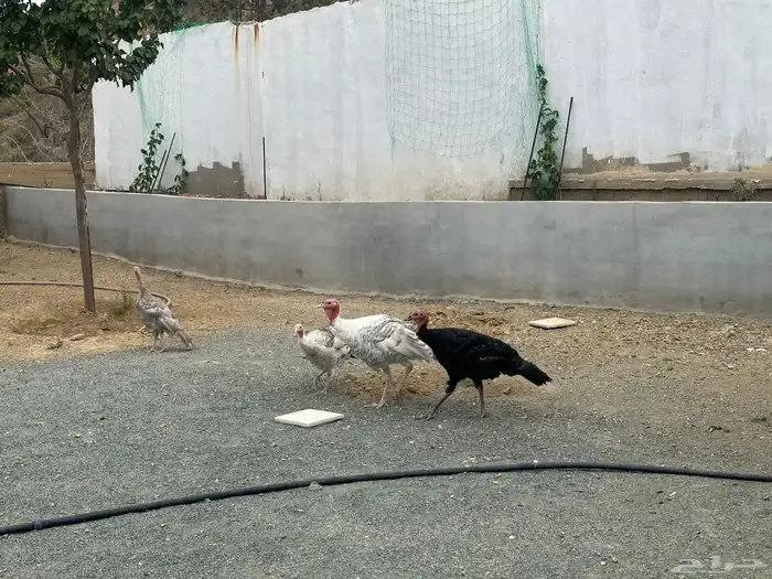 ديك رومي وثلاث دجاجات شباب 3