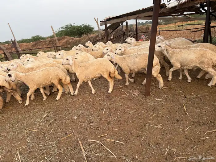 طليان ورخال حرية 53 2