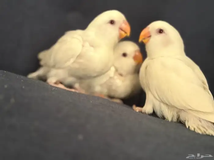 فروخ روز البينو 0