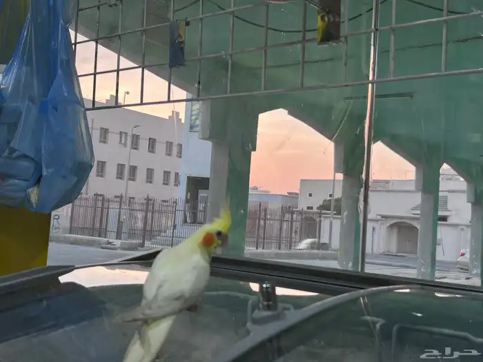 كروان اليف ذكر هدد داخلي وخارجي 20