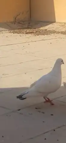 حمام أجواز 1