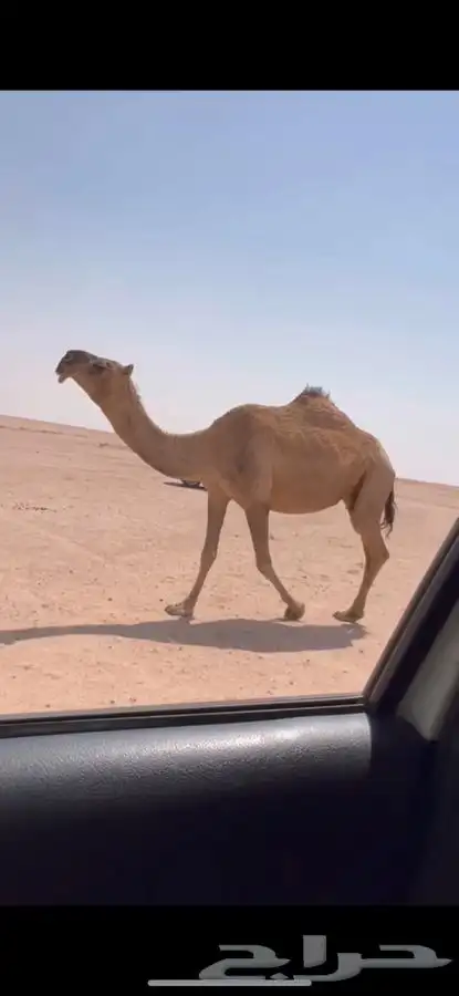 للبيع لقحه حمرا ملاقي كفووو 0
