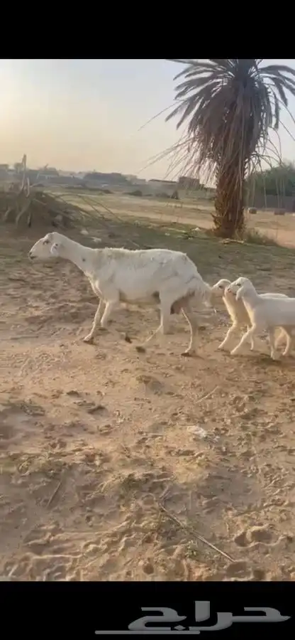نعجه مسوي طري تحته خروف وارخل 0
