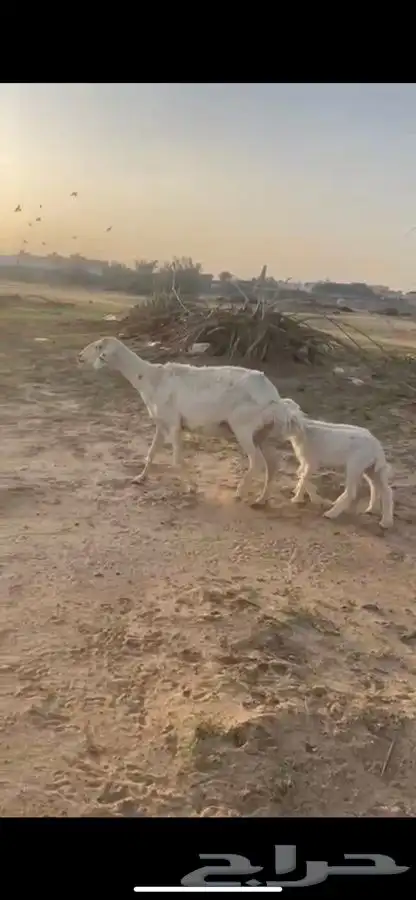 نعجه مسوي طري تحته خروف وارخل 1