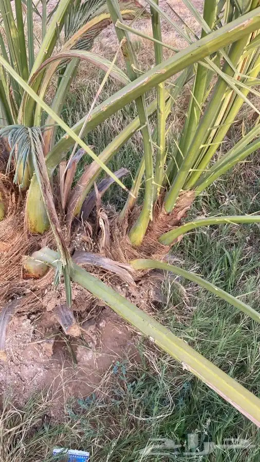 يوجد فسايل للبيع بالزباير 0