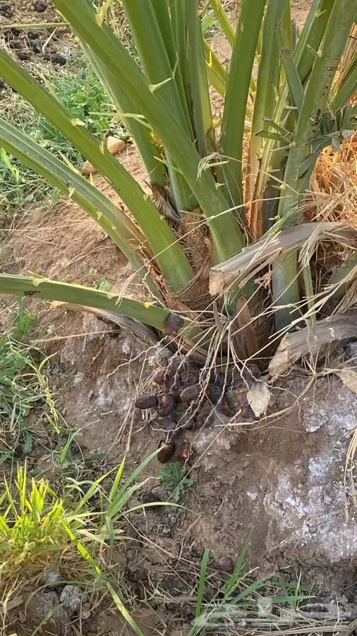 يوجد فسايل للبيع بالزباير 3