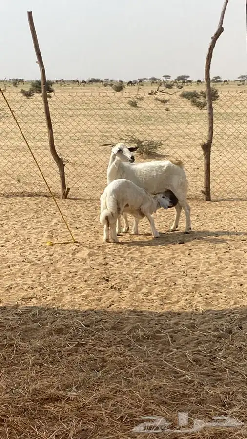 عنز بيشيه رايم على طلي 1