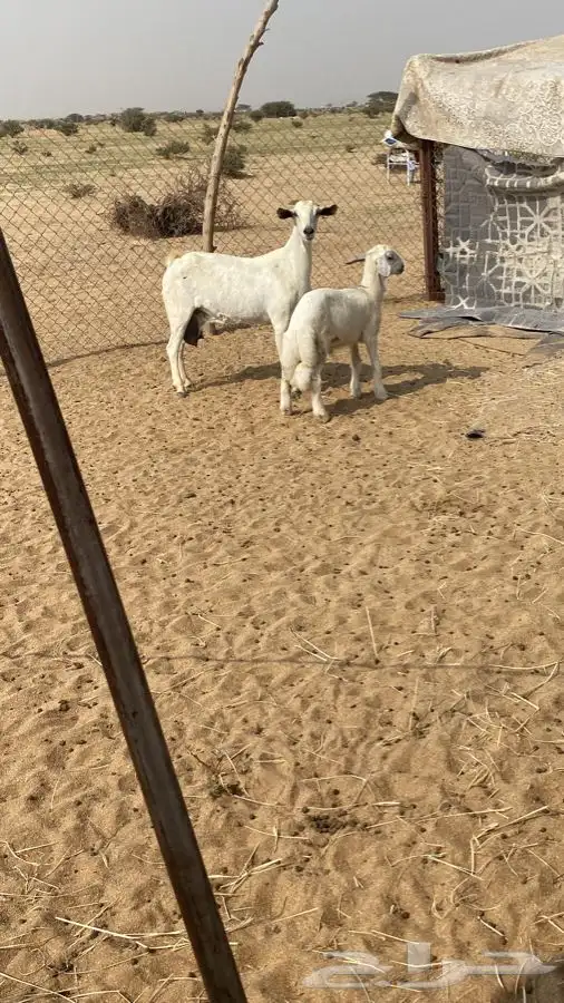 عنز بيشيه رايم على طلي 0