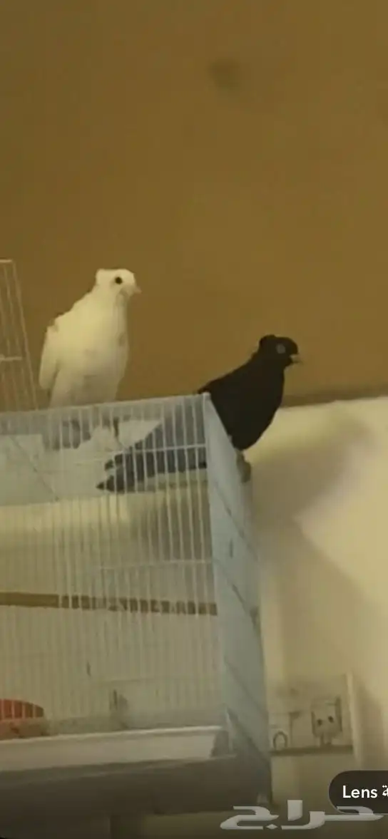 جوز حمام قطيف 0