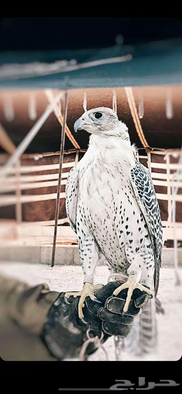 عرض صقر مع صقار بمناسبة اليوم الوطني 1