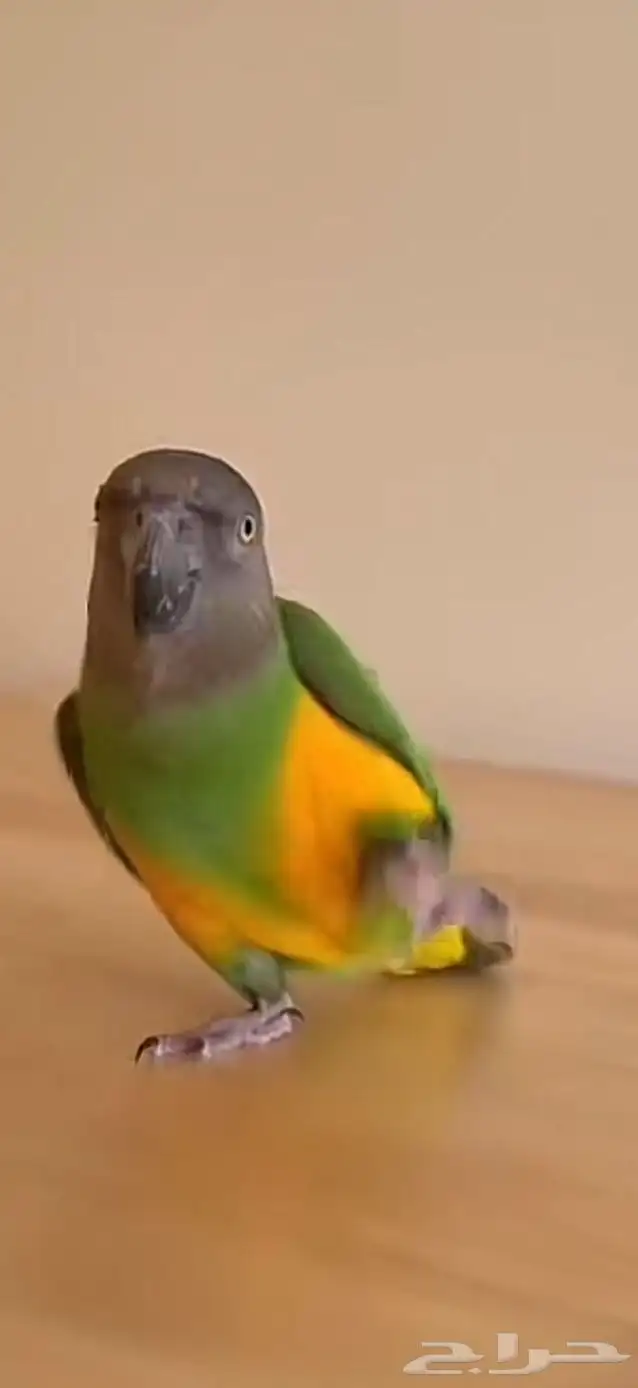 بغبغا سنغالي للبيع 1