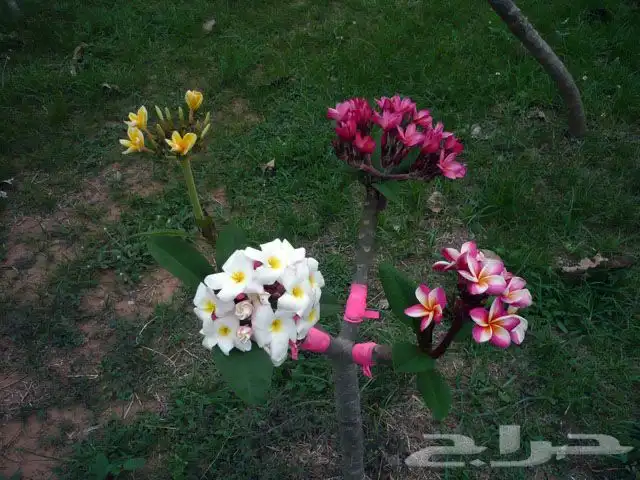 ياسمين هندي مطعم لونين احمر واصفر 1