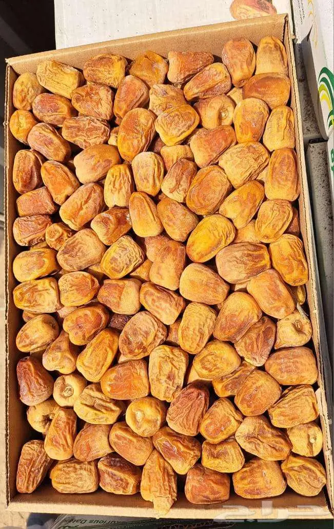 تمر مفتل فاخر انتاج السنة 1447 0