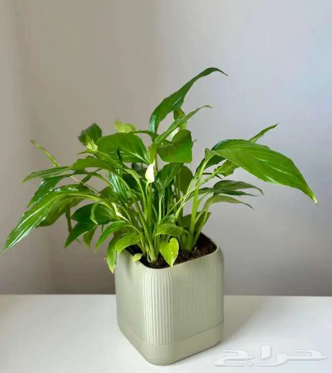 أحواض نباتات عصرية   نظام ري ذاتي 8