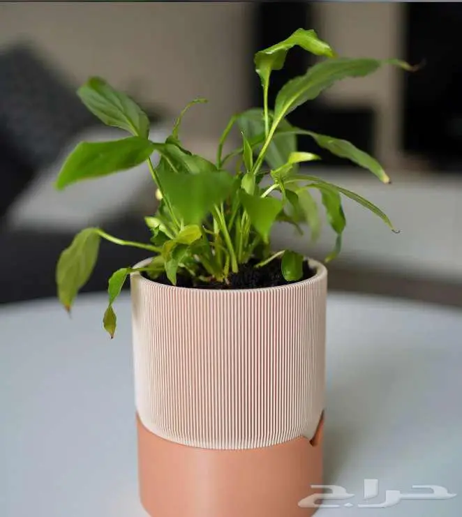 أحواض نباتات عصرية   نظام ري ذاتي 4