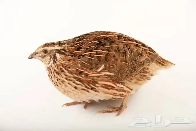قمري نزل وسمان 3