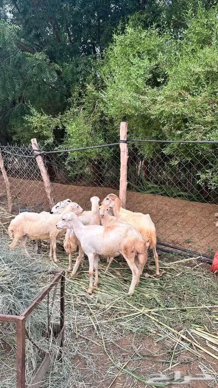 للبيع 7رخيل بلدي 3