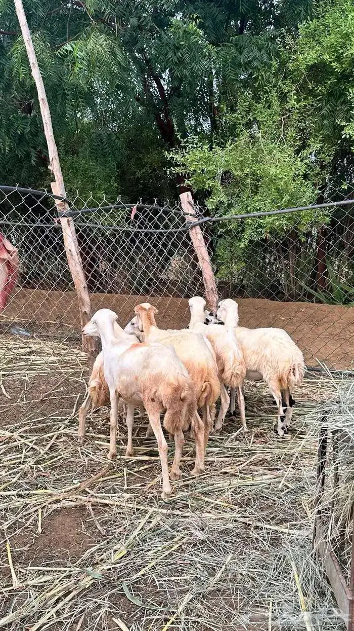 للبيع 7رخيل بلدي 0
