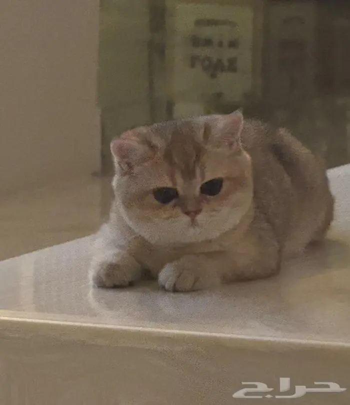 قطة سكوتش للتبني بسعر رمزي 1