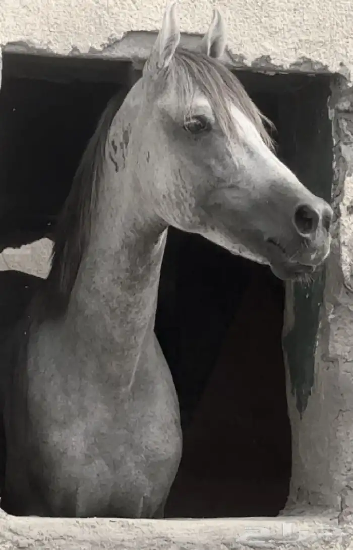 خيل شعبي سليم شرط الحراره على يد الخيال معا المبتدء هادا 0