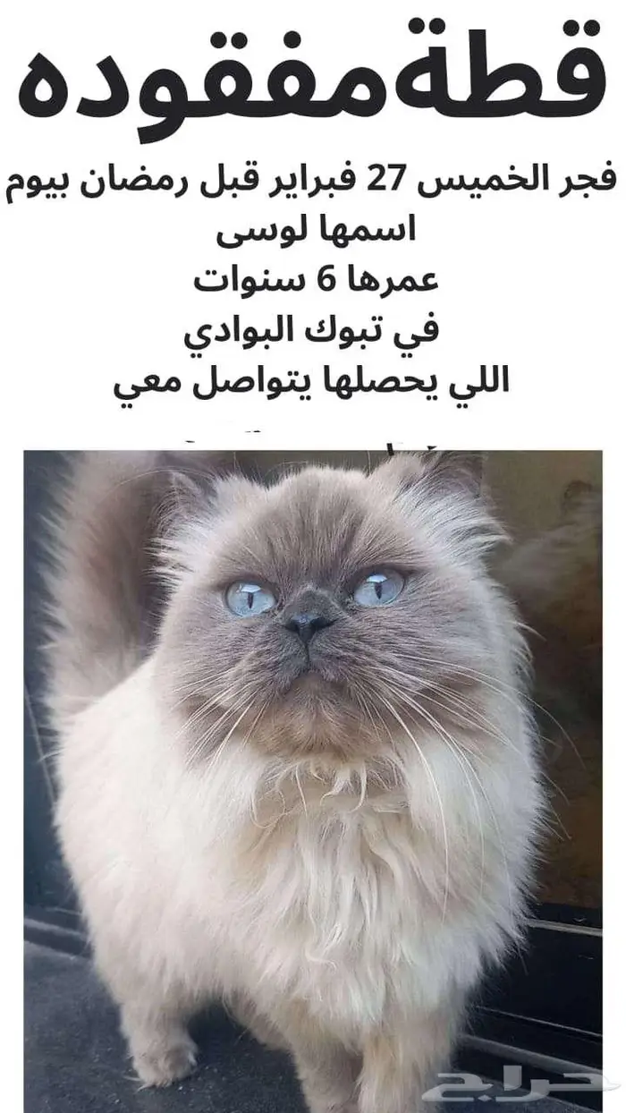قطة مفقودة 0