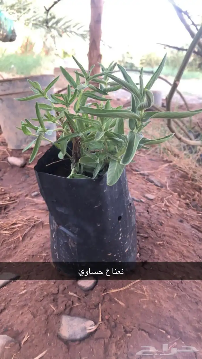 شتلات 2