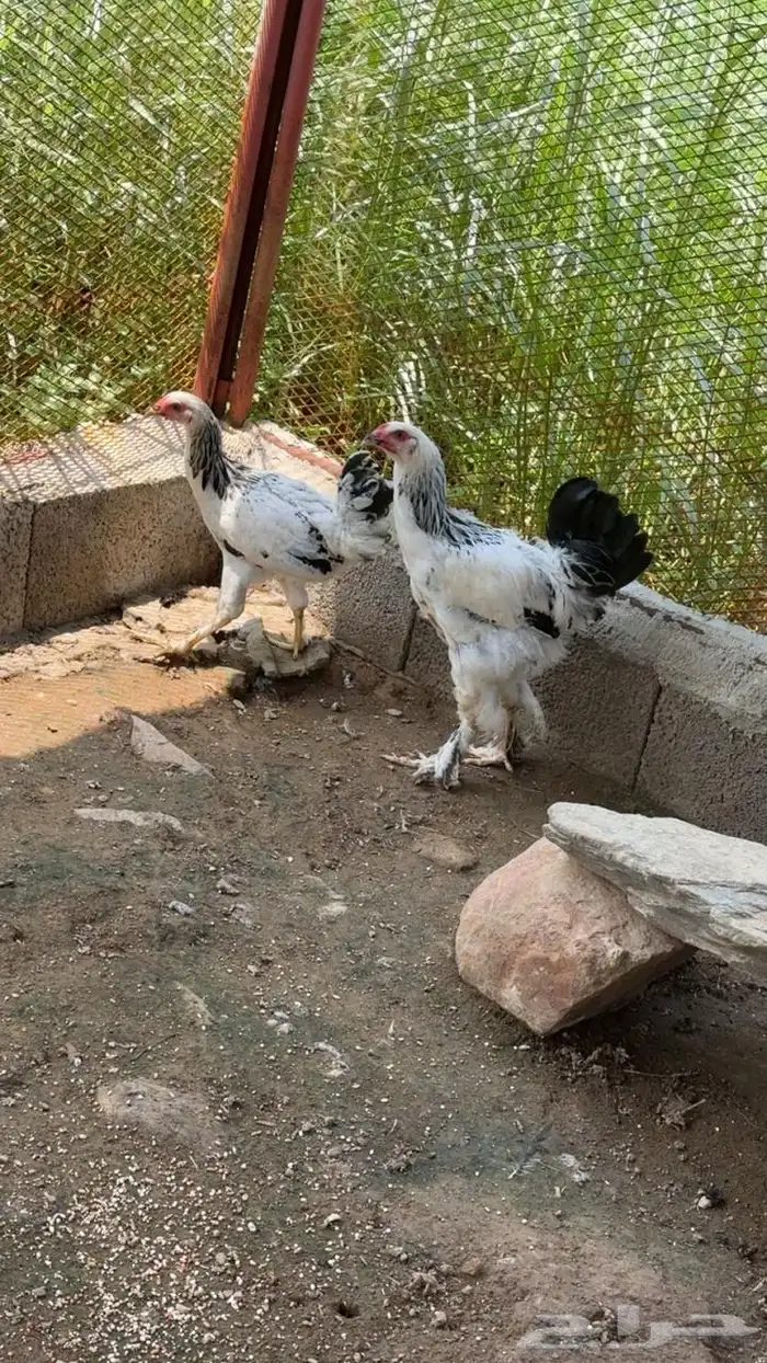 دجاج براهما 0