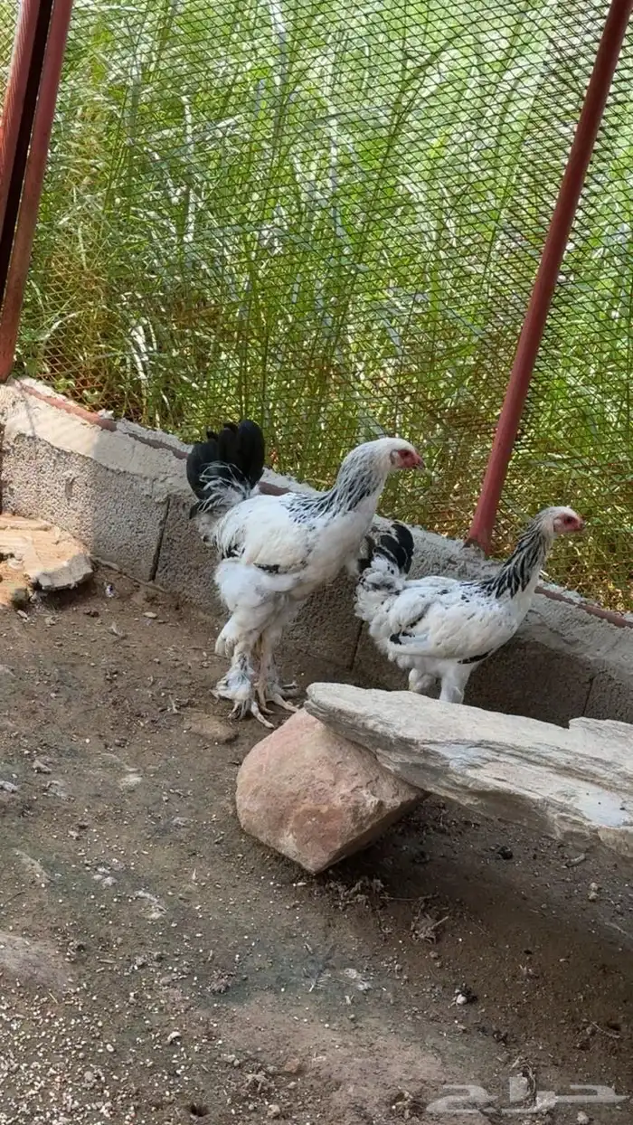 دجاج براهما 1