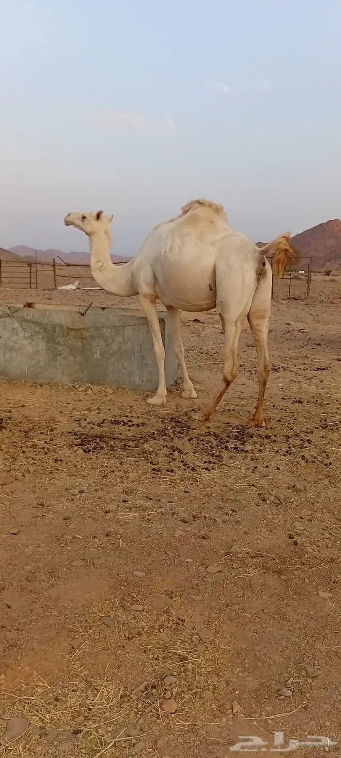 ناقه للبيع 1