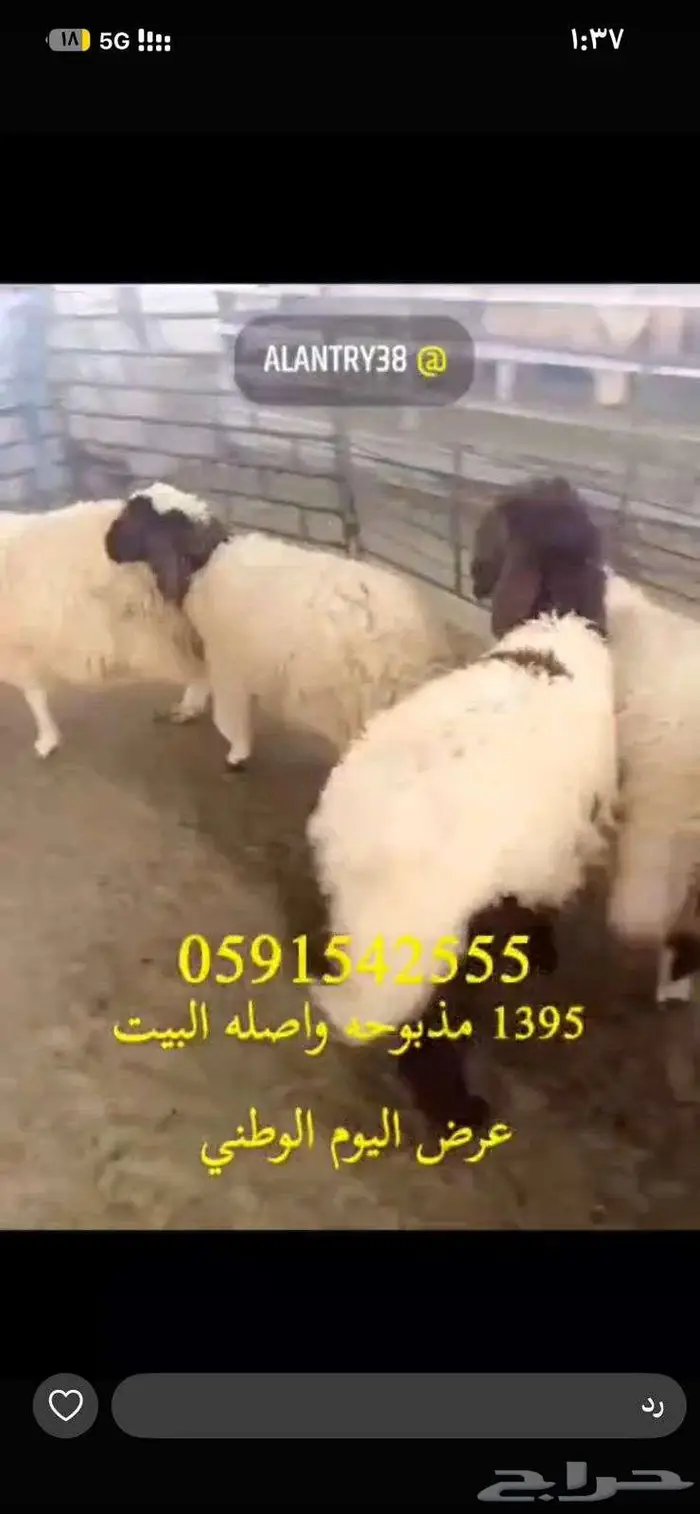 ذبايح عرض اليوم الوطني 0