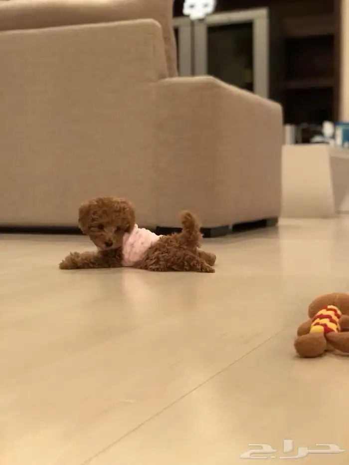 ايناث ذكور بيور بودل 5