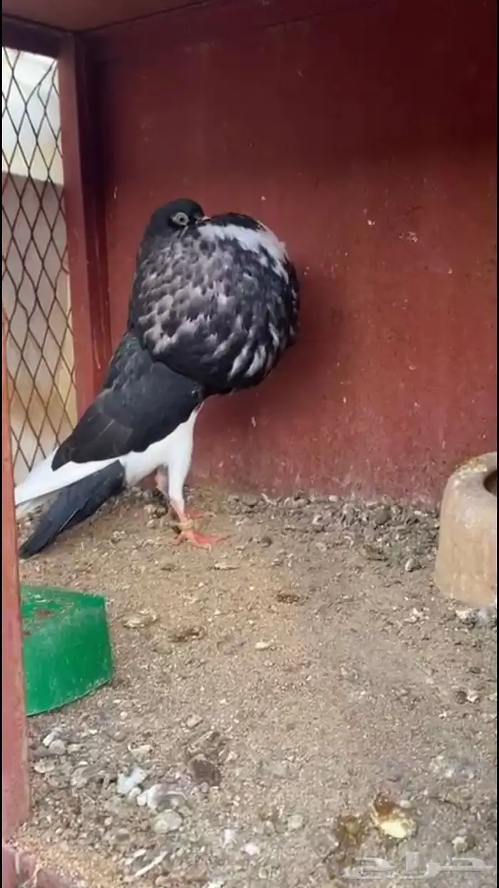 ( تم البيع ) للبيع انثى نفاخ نرويجي ابو هلال 1