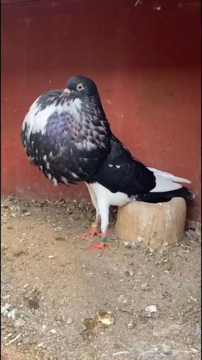 ( تم البيع ) للبيع انثى نفاخ نرويجي ابو هلال 0
