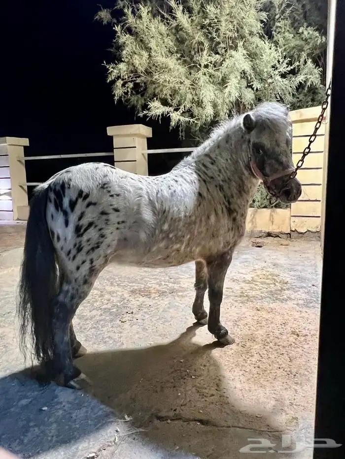 تأجير لليوم الوطني جمل وسيسيات 2