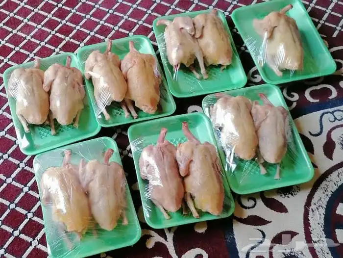 حمام فرنسي مذبوح فل شحم جنوب كبري المشاعله 0