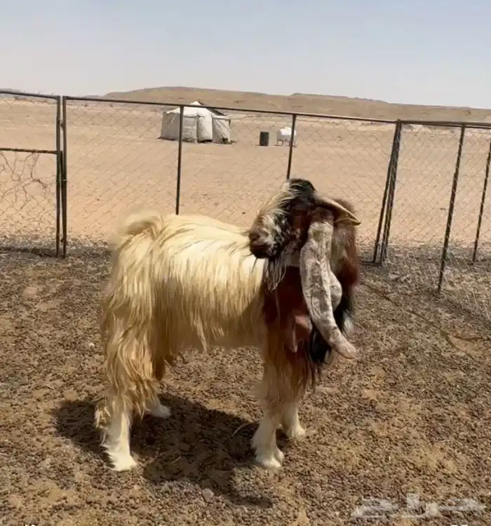 تيس هولندي مهجن السن رباع 0