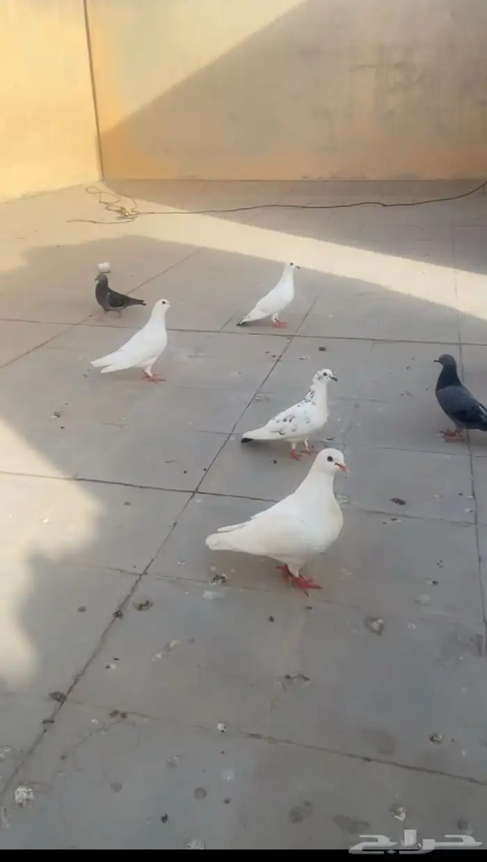 حمام أجواز 0