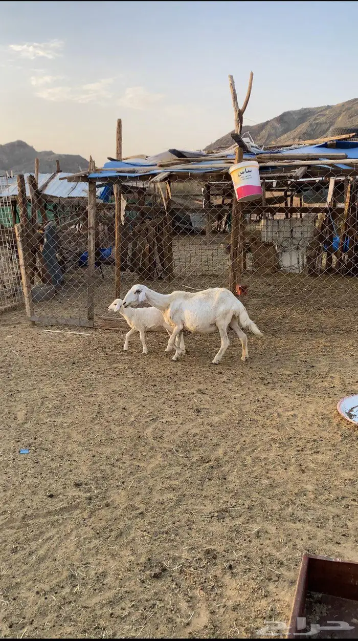 نعجه حريه معها رخل 3