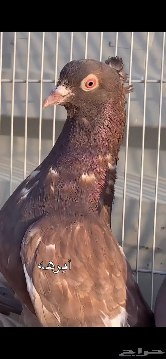 جوزين ابرهة سالم ابو خالد الخرج 2